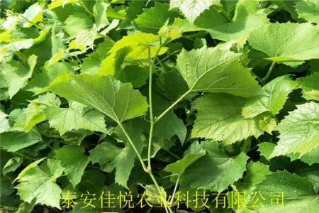 巨峰葡萄最好的嫁接方法