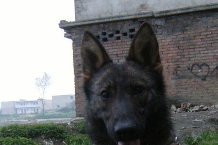 东德牧羊犬卷毛怎么回事