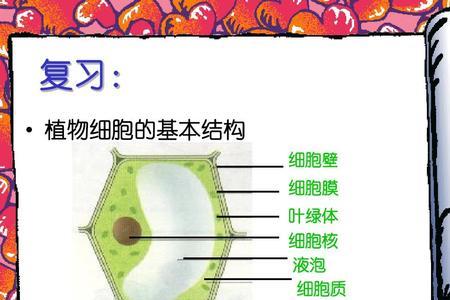 植物细胞的细胞质里有什么