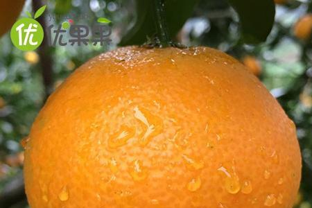 果冻橙带叶和不带叶