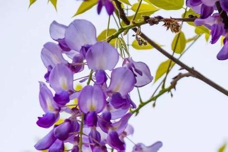 紫藤花是先开花还是先长叶