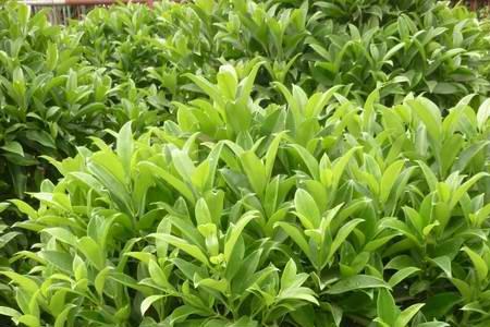 非洲茉莉花可以泡茶喝吗