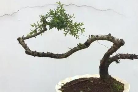 铁马鞭生桩北方入秋怎么养