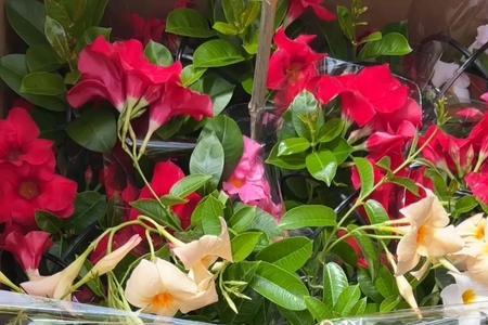 大叶飘香藤培植方法