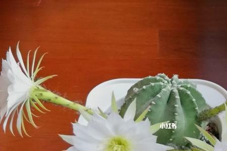 开白花的仙人掌叫什么