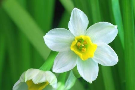 水仙花花语