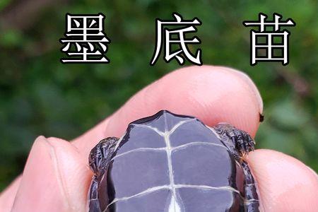 顶墨龟和全墨龟哪个镇宅好