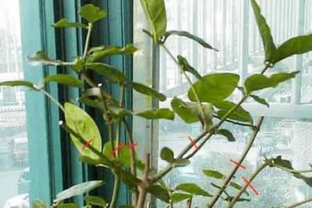 茉莉花休眠落叶后几月份发芽