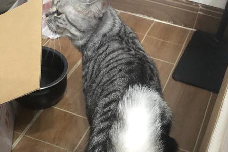 母猫翘尾巴什么意思