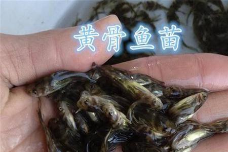 网上买黄骨鱼苗靠谱吗
