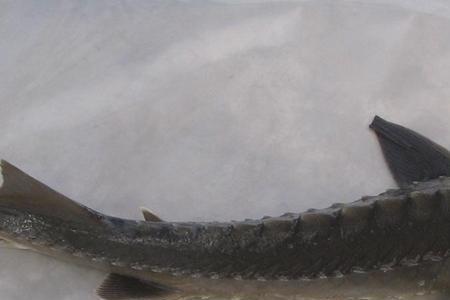 鲟鱼吃不吃小米