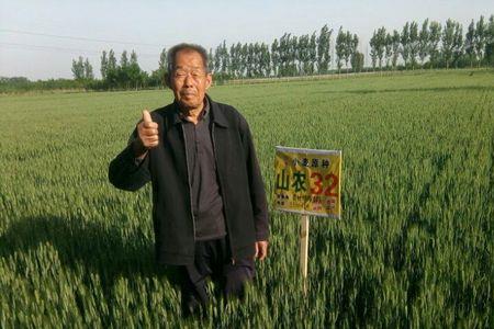 山农40小麦不是高产品种吗
