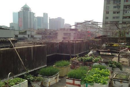 小区楼顶种菜报哪里投诉