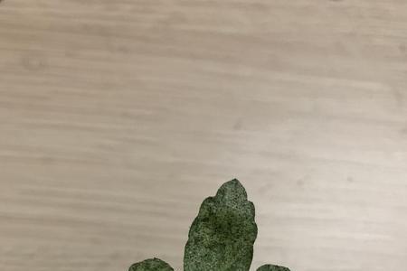 为什么菊花叶子像发霉一样