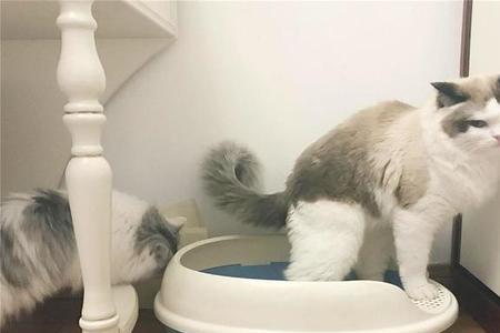 猫咪能憋多久上厕所
