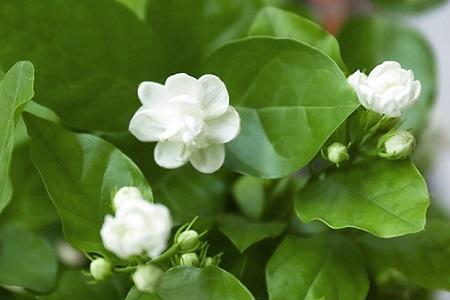茉莉花王者荣耀寓意