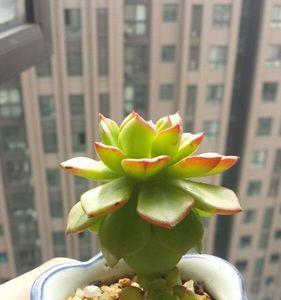 大和锦从顶上开始叶片变干变绿