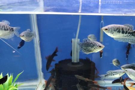 用蝇香鱼缸鱼会死吗