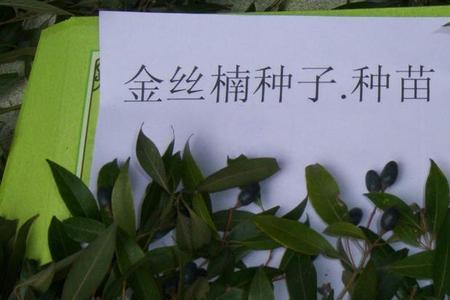 金丝楠木盐城可以种植生长吗