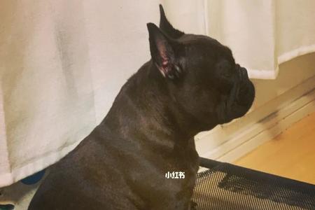 一岁法斗正常体重