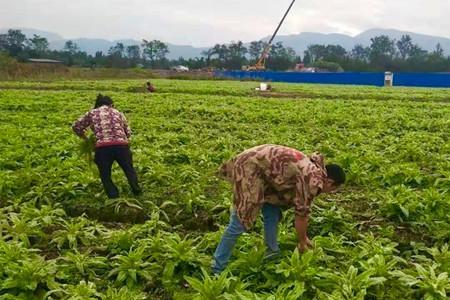青笋种植技术全过程