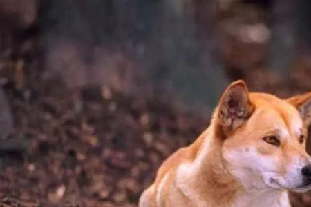 鹿犬几个月成熟