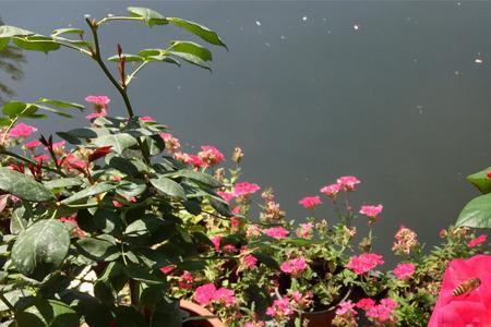姹紫嫣红是描写什么的