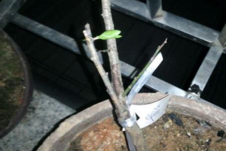 干枝梅花什么时候能发芽