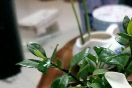 栀子花多久养粗