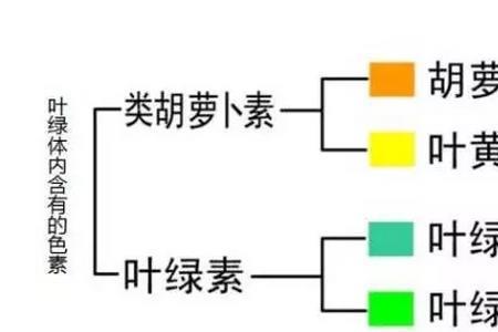 光合作用和叶绿体的区别