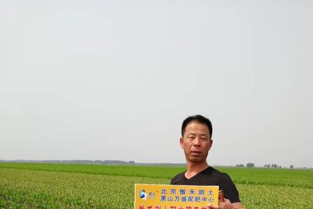 先优883玉米种适合什么地方种植