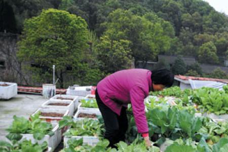 楼顶种菜投诉管用吗