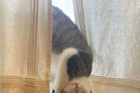 冰块的猫什么意思