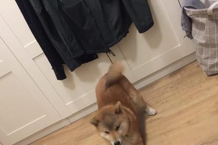 柴犬几个月骑跨