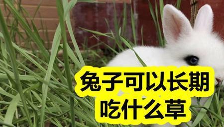 兔子能喂柿树叶吗