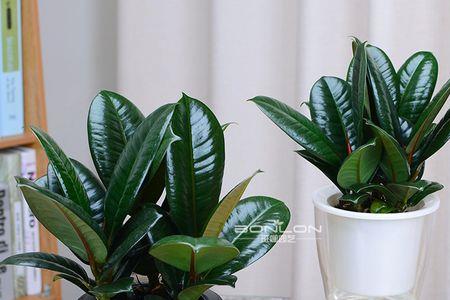 绿金刚植物怎么养护