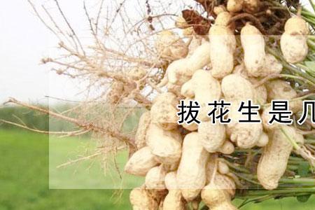 浙江花生种植时间