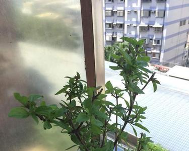 九层塔移盆后注意事项