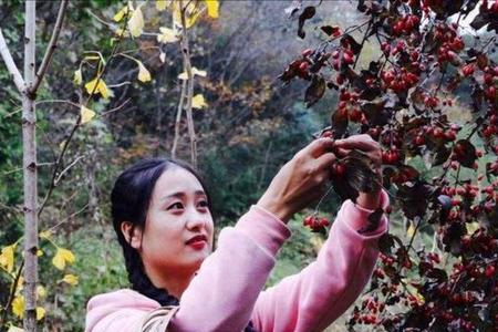山茱萸怎样采摘快