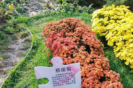 适合在学校植物园里种的植物
