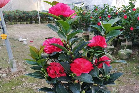 四季茶花的优缺点