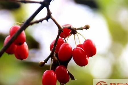 山茱萸什么时候种植
