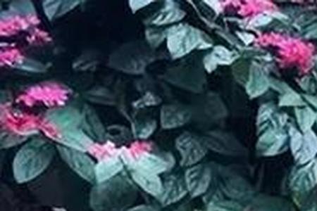 琼瑶时代的作家有哪些