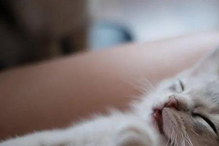 猫咪配对后还是蹬腿叫