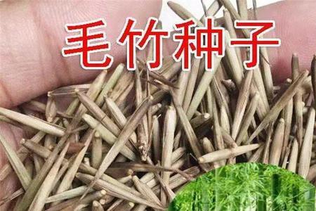 竹子种子是从竹子哪里找的