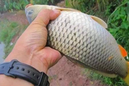 为什么钓鲤鱼调高目