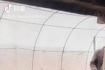 巴克夏猪为什么不受欢迎