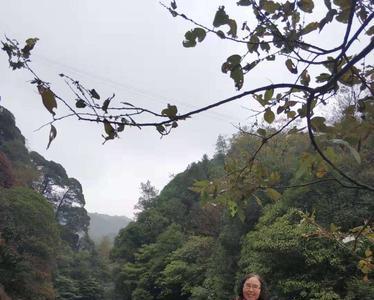 覃诚芳 山谷里的思念完整版原唱