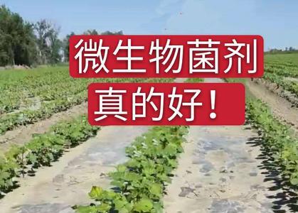 微生物菌剂使用方法