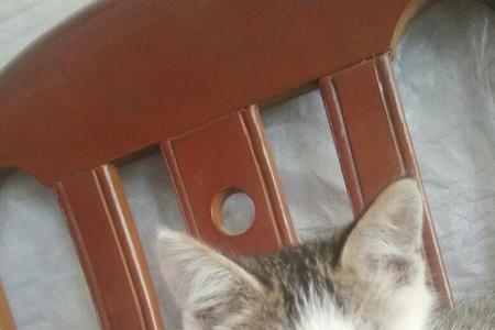 三个洞的是公猫吗